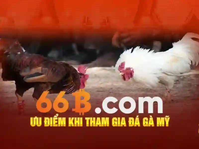 Giới thiệu về 66b