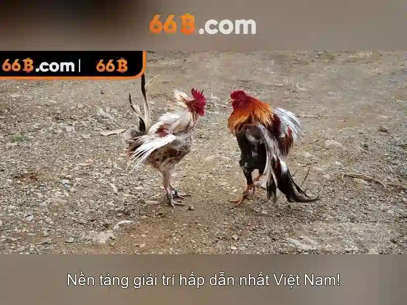 Ứng dụng 66b trên di động